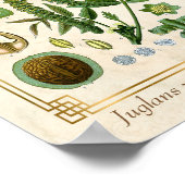  Plant Walnootboom Nut Botanisch Poster (Hoek)