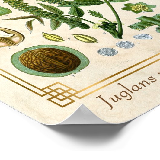  Plant Walnootboom Nut Botanisch Poster (Hoek)