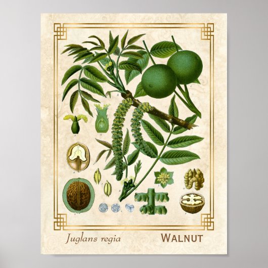  Plant Walnootboom Nut Botanisch Poster (Voorkant)