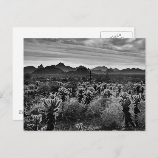 Plant woestijn briefkaart (Voorkant / Achterkant)