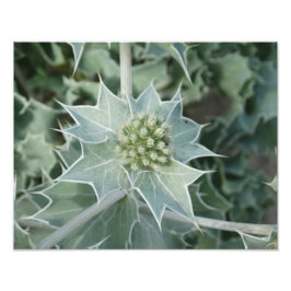 Plant Zee Zomer Professioneel Fotopapier (Satijn) Foto Afdruk