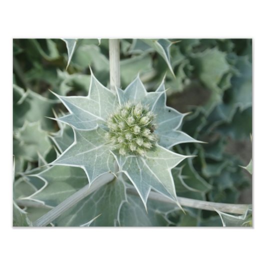 Plant Zee Zomer Professioneel Fotopapier (Satijn) Foto Afdruk (Voorkant)