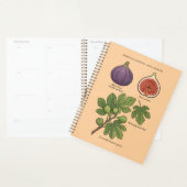 Plantaardige afbeelding Vijgenboom Ficus Carica Planner (Display)