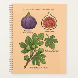 Plantaardige afbeelding Vijgenboom Ficus Carica Planner
