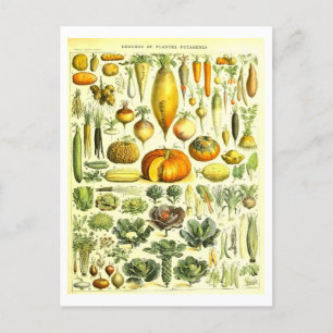 Plantaardige Botanische Illustratie Briefkaart