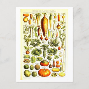  Plantaardige Botanische Illustratie Briefkaart