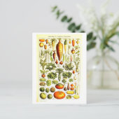  Plantaardige Botanische Illustratie Briefkaart (Staand voorkant)