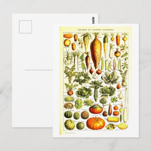  Plantaardige Botanische Illustratie Briefkaart (Voorkant / Achterkant)