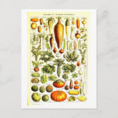 Plantaardige Botanische Illustratie Briefkaart (Voorkant)