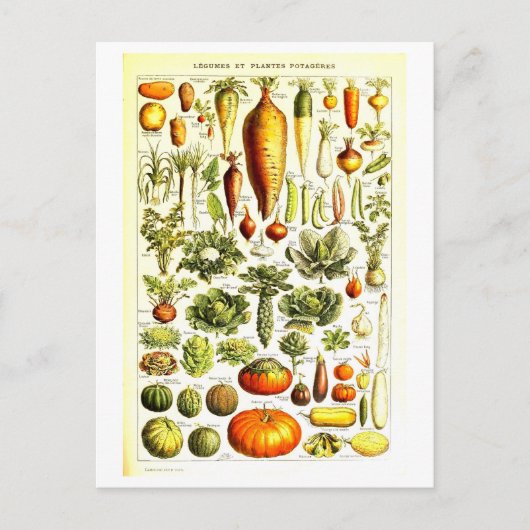  Plantaardige Botanische Illustratie Briefkaart (Voorkant)