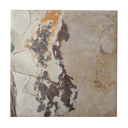 Plantaardige fossielen uit Fossil, OR Interessante Tegeltje (Voorkant)