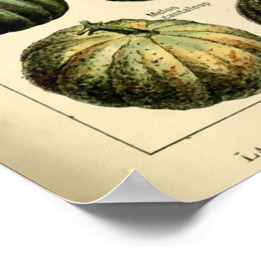  plantaardige kunst door Adolphe Millot Poster (Hoek)