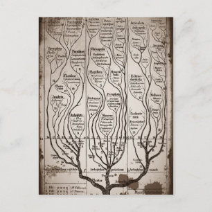 Plantae Protista Animalia Briefkaart