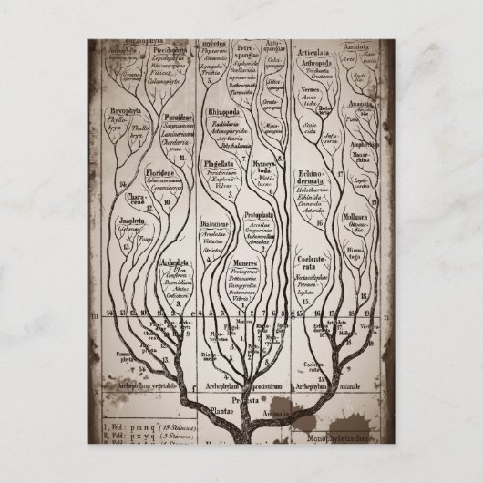 Plantae Protista Animalia Briefkaart (Voorkant)