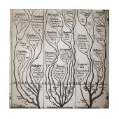 Plantae Protista Animalia Tegeltje (Voorkant)