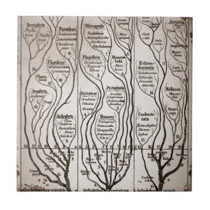Plantae Protista Animalia Tegeltje