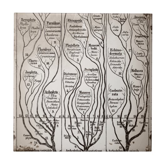 Plantae Protista Animalia Tegeltje (Voorkant)