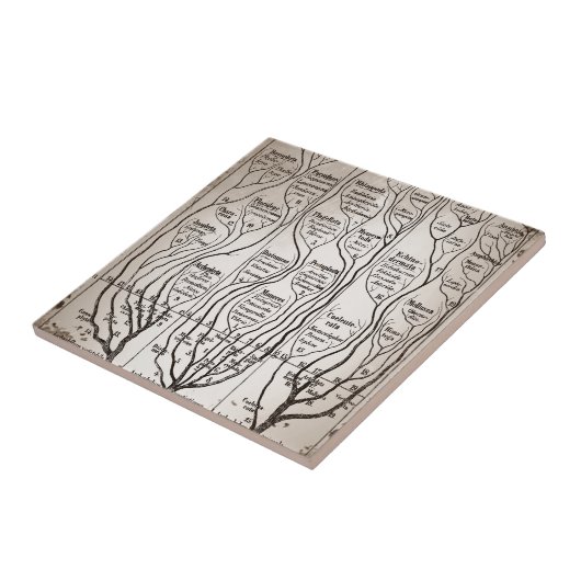 Plantae Protista Animalia Tegeltje (Zijkant)