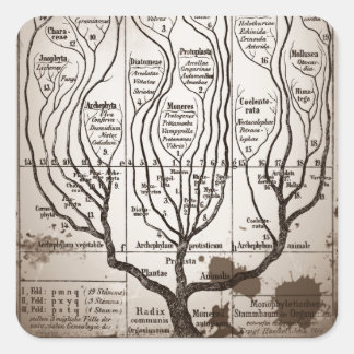 Plantae Protista Animalia Vierkante Sticker