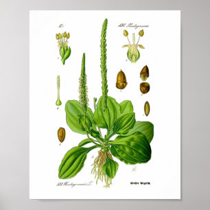 Plantain Eetbare Groene Planten Kruiden Folk Medic Poster