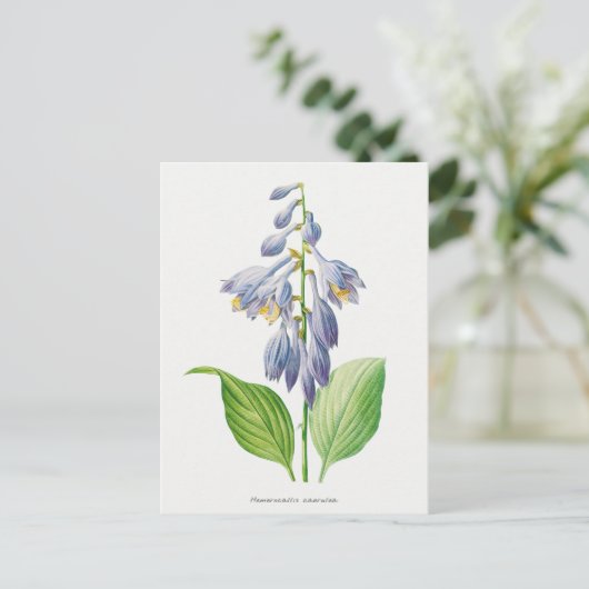 Plantain Lily Hosta Flower Botanical  Briefkaart (Staand voorkant)