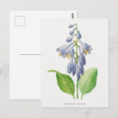 Plantain Lily Hosta Flower Botanical  Briefkaart (Voorkant / Achterkant)