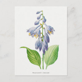 Plantain Lily Hosta Flower Botanical Briefkaart