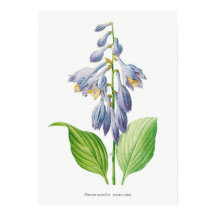 Plantain Lily Hosta Flower Botanical