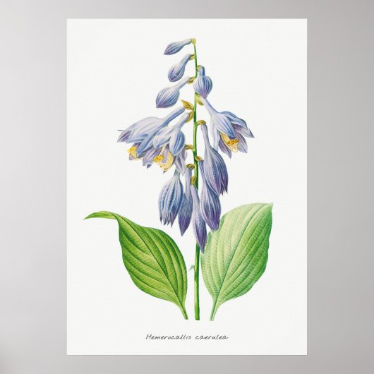 Plantain Lily Hosta Flower Botanical  Poster (Voorkant)