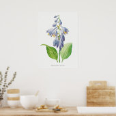 Plantain Lily Hosta Flower Botanical  Poster (Keuken)