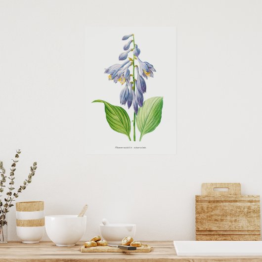 Plantain Lily Hosta Flower Botanical Poster (Keuken)