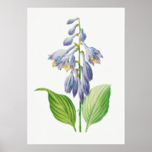 Plantain Lily Hosta Flower Botanical