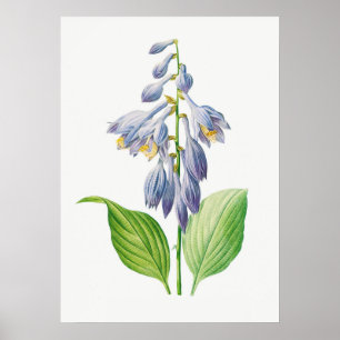 Plantain Lily Hosta Flower Botanical  Poster