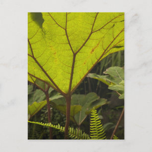 Plantdetail in een botanische tuin, Ecuador 2 Briefkaart