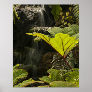 Plantdetail in een botanische tuin, Ecuador Poster