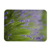 PLANTEN 2 MAGNEET (Horizontaal)