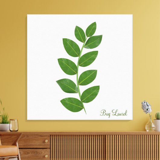 Planten bladeren van de Bay Laurel Canvas Afdruk (Insitu (Woonkamer))