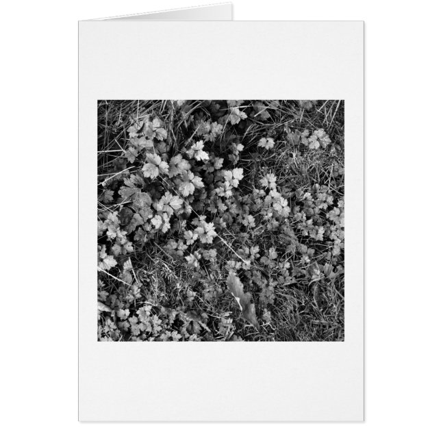 Planten en gras (Voorkant)