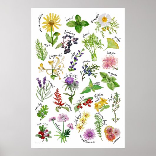Planten en kruiden Alfabet Poster (Voorkant)