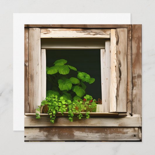 Planten in rustiek venster met verweerd hout (Voorkant / Achterkant)