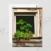 Planten in rustiek venster met verweerd hout Briefkaart (Voorkant / Achterkant)