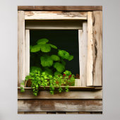  Planten in rustiek venster met verweerd hout Poster (Voorkant)