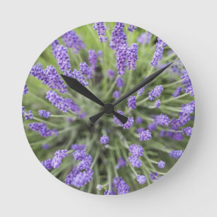 Planten Ronde Klok
