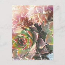 Planten, Succulenten, foto's van Planten Briefkaart