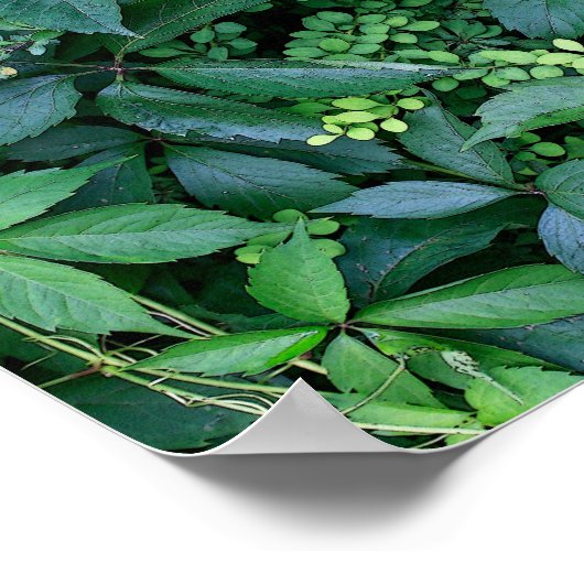 planten uit de tuin van Ken Poster (Hoek)