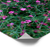 planten uit de tuin van Ken Poster (Hoek)