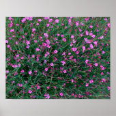 planten uit de tuin van Ken Poster (Voorkant)