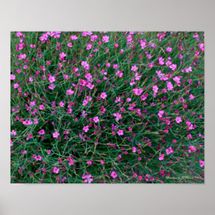 planten uit de tuin van Ken Poster