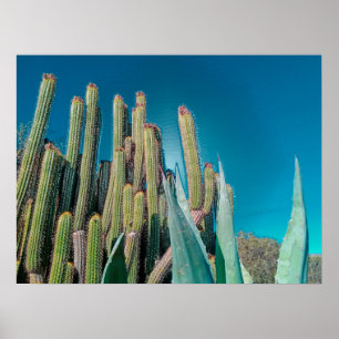 Planten van Afrikaanse woestijncactus Prickly Pear Poster