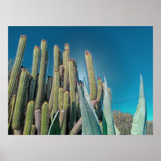 Planten van Afrikaanse woestijncactus Prickly Pear Poster (Voorkant)